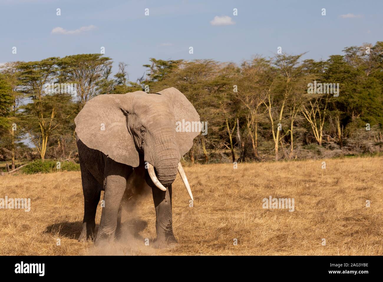 L'éléphant africain (Loxodonta africana) avoir un bain de poussière dans le Parc national Amboseli, Kenya Banque D'Images