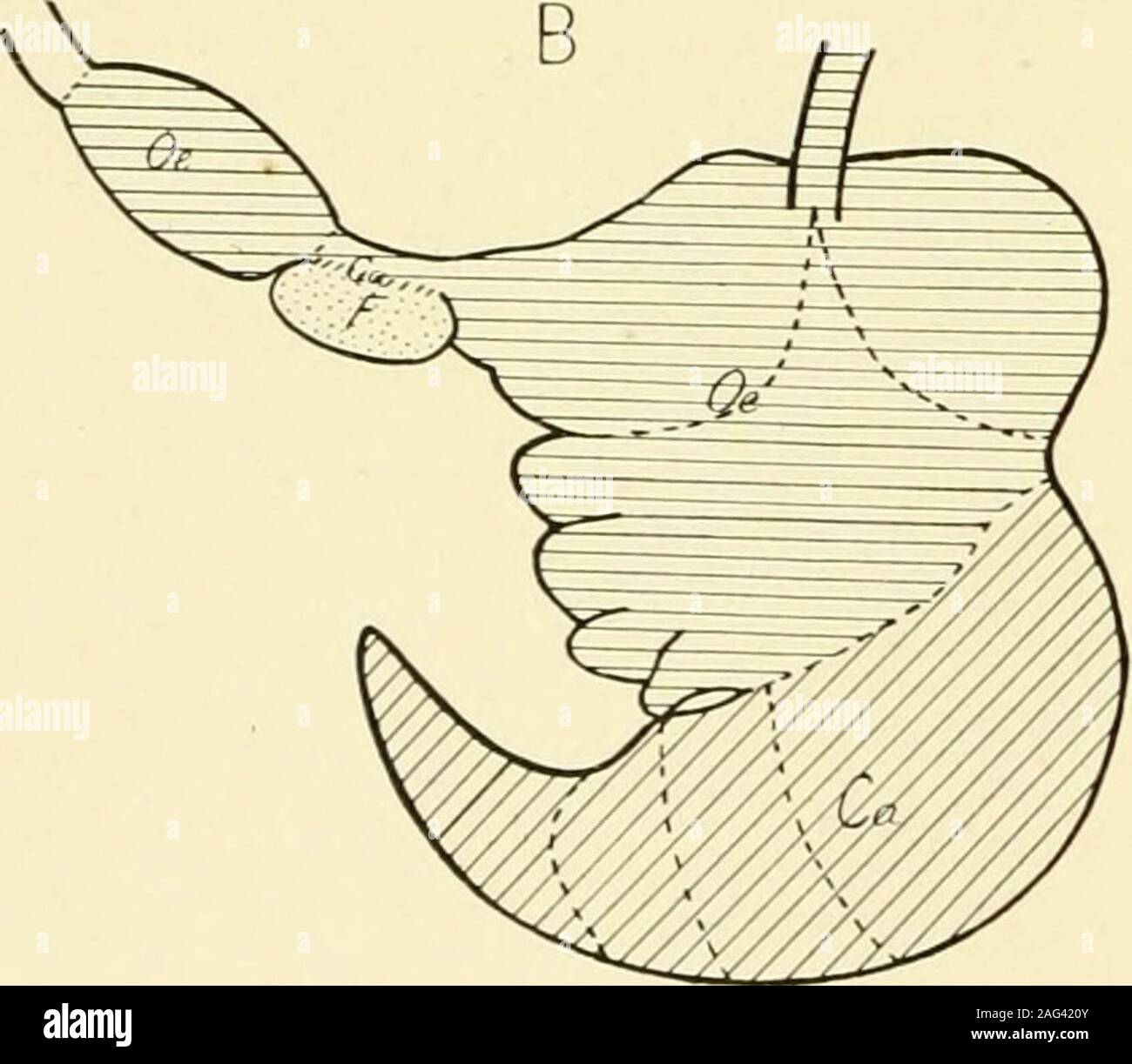 . Le journal américain de l'anatomie. de l'stomachis bordée par un épithélium stratifié et est sans glandes. Un examen de l'un des programmes présentés dans les pages qui précèdent re-révèle un certain nombre de faits intéressants sur lesquels l'attention est déjà réalisé par Oppel et autres. Le premier fait qui frappe l que dans tous ces ordres exceptthe Ungulata, les individus existent, les estomacs sont très re-appear dans Camivora structure ceux existants ofmany, Insec-tivora et les primates. Il y a de bonnes raisons qu'forsupposing stomachsrepresent primitivecondition ces persistant. Ils corres Banque D'Images