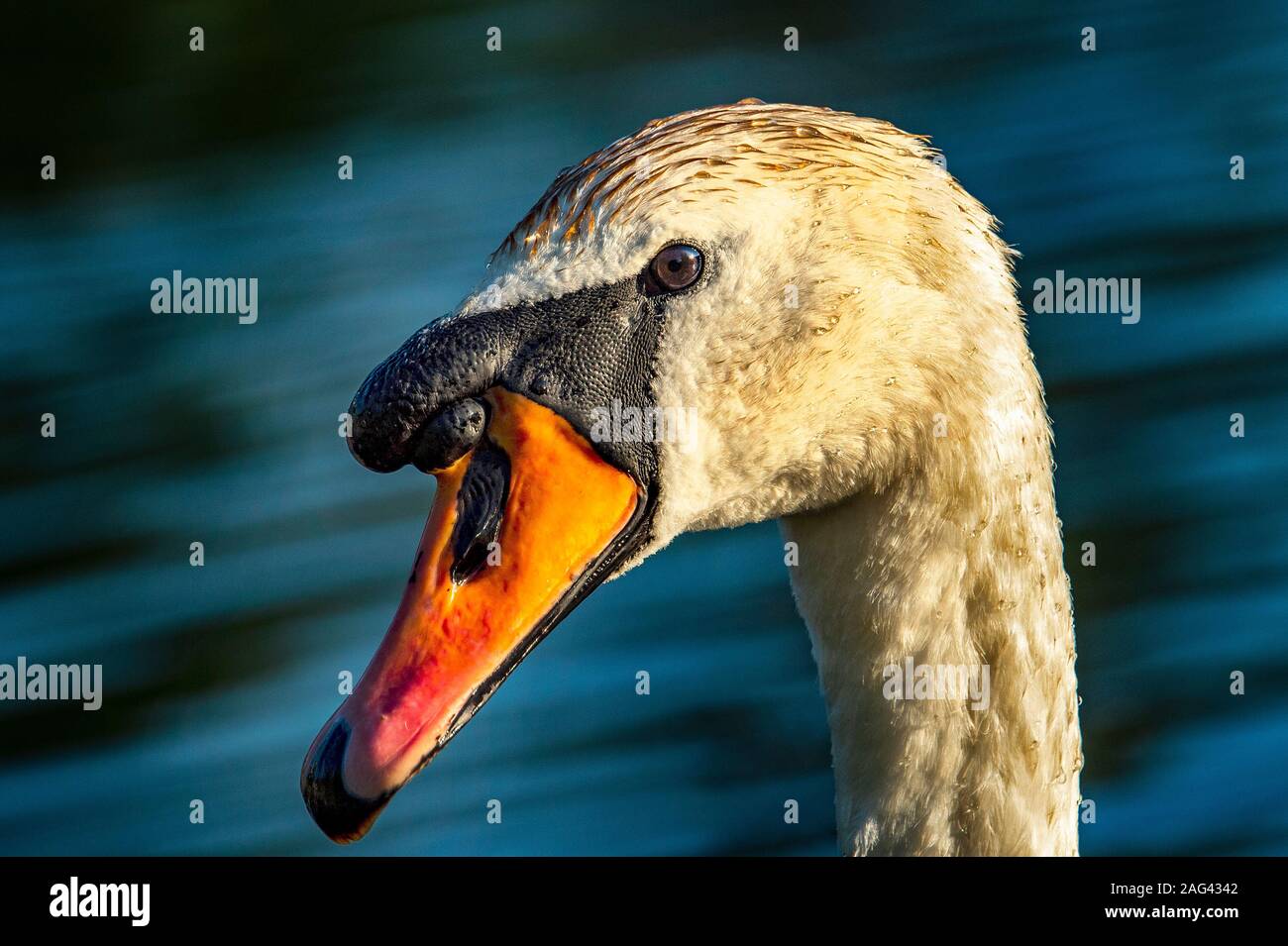 Libre de la lumière du soleil en tête des cygnes Banque D'Images
