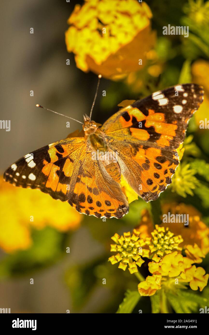 Mise au point verticale sélective d'un papillon de dame peint en orange un cadre avec des fleurs jaunes Banque D'Images