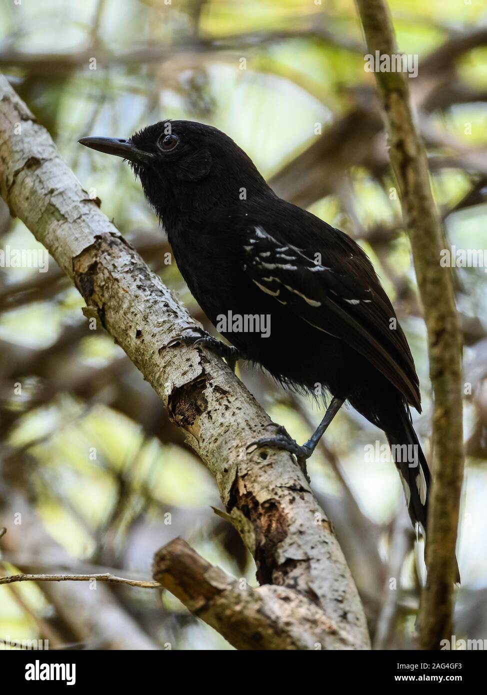 Un mâle Félice Antbird (Cercomacra ferdinandi) foraing en forêt le long du Rio Araguaia. Tocantins, au Brésil. Banque D'Images