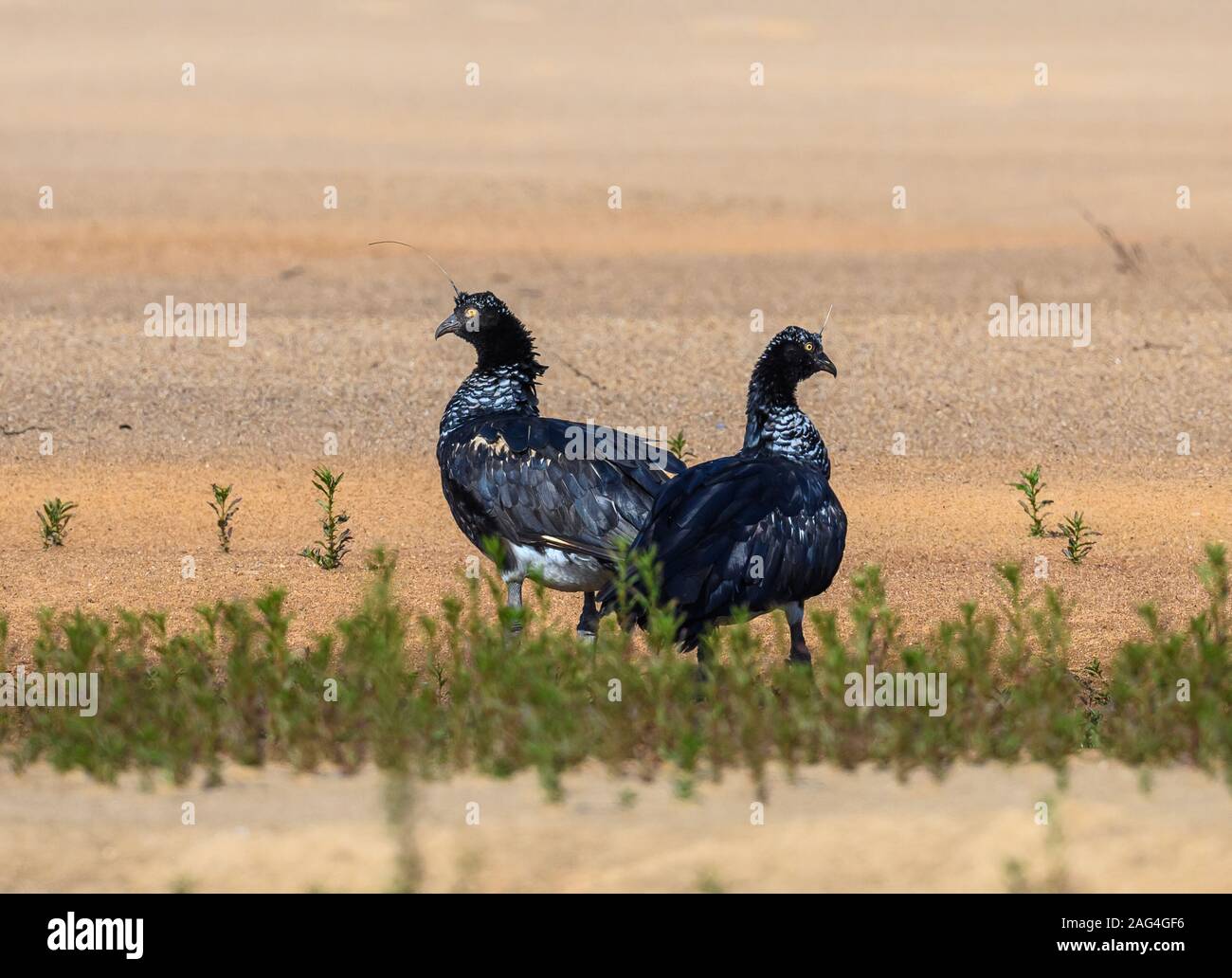 Une paire Horned Screamer Anhima cornuta (nourriture) le long du Rio Araguaia. Tocantins, au Brésil. Banque D'Images