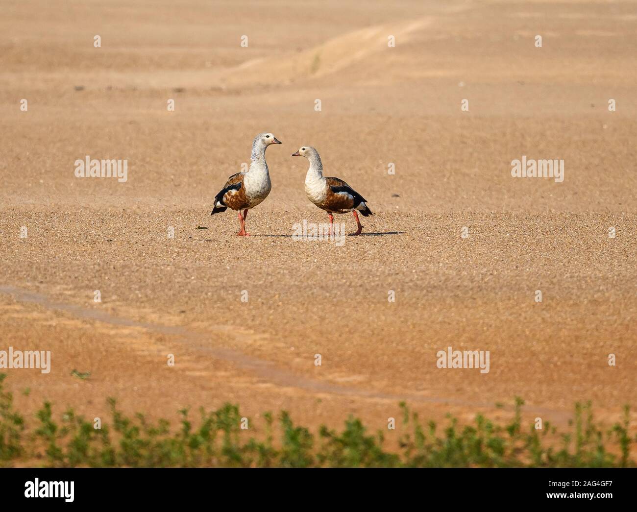 Une paire d'oies de l'orénoque (Neochen jubata) marcher sur le sable le long du Rio Javaes dans le bassin amazonien. Tocantins, au Brésil. Banque D'Images