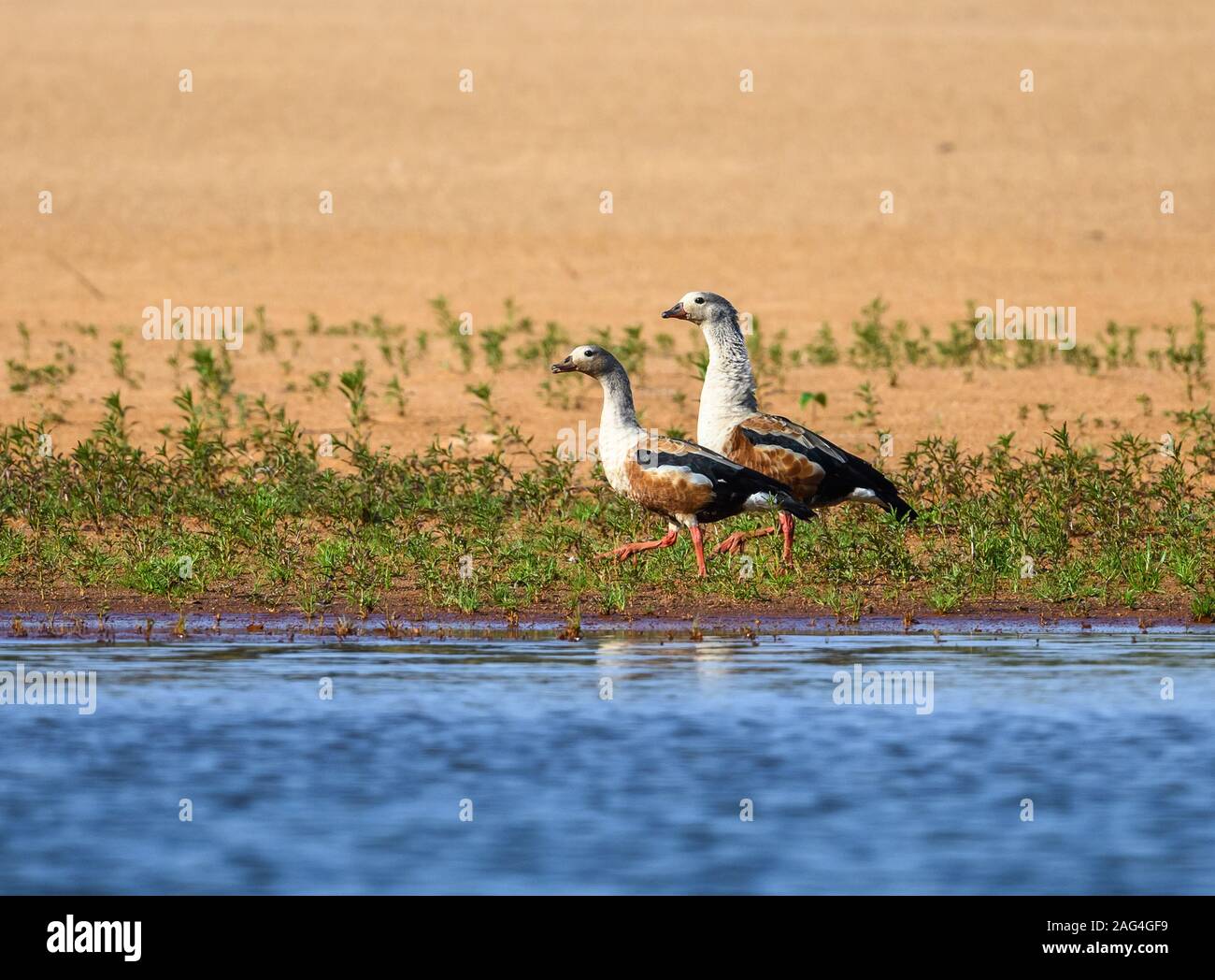 Une paire d'oies de l'orénoque (Neochen jubata) marcher sur le sable le long du Rio Javaes dans le bassin amazonien. Tocantins, au Brésil. Banque D'Images