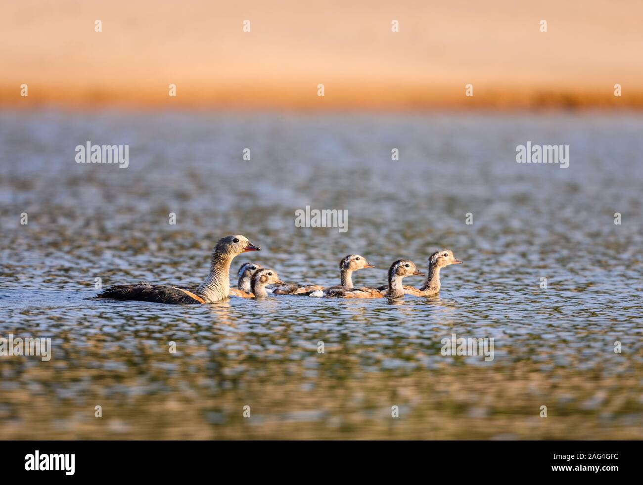 Une famille d'oies de l'orénoque (Neochen jubata) baignade dans le Rio Javaes dans le bassin amazonien. Tocantins, au Brésil. Banque D'Images