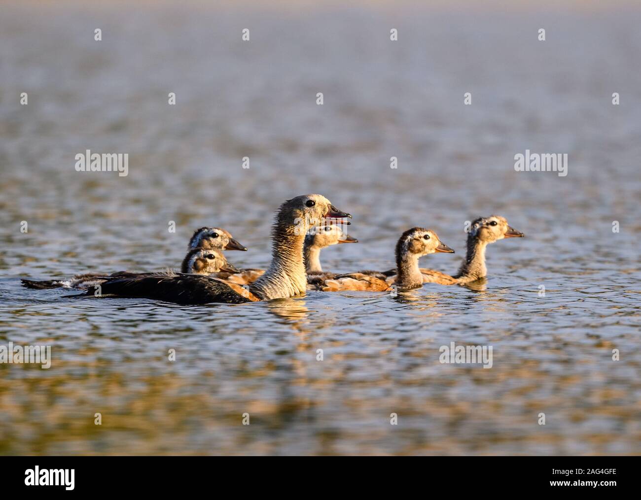 Une famille d'oies de l'orénoque (Neochen jubata) baignade dans le Rio Javaes dans le bassin amazonien. Tocantins, au Brésil. Banque D'Images