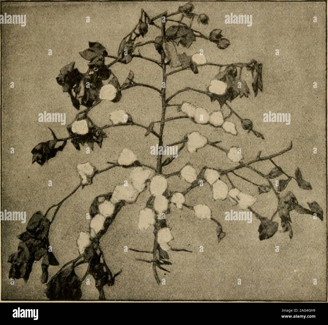 . Principes élémentaires de l'agriculture ; un manuel pour les écoles communes. Fig. 212. Tige en coton avec branches végétative vigoureuse à court et determinatefruiting les branches. Type de la fin de la fructification lente tiges. pouces de long. Les longues fibres IMto les variétés ayant 13^2 pouces de long sont un succès que sur des sols riches en humidregions. Coton Sea Island, lequel est immédiatement distinguishedby ses fleurs jaunes, est originaire de l'WestIndies. Il a fibres soyeux 13/2 à 2 pouces de long et issuccessfully cultivé en quelques locahties près de thecoast en Caroline du Sud, Géorgie et Floride. À côté Banque D'Images