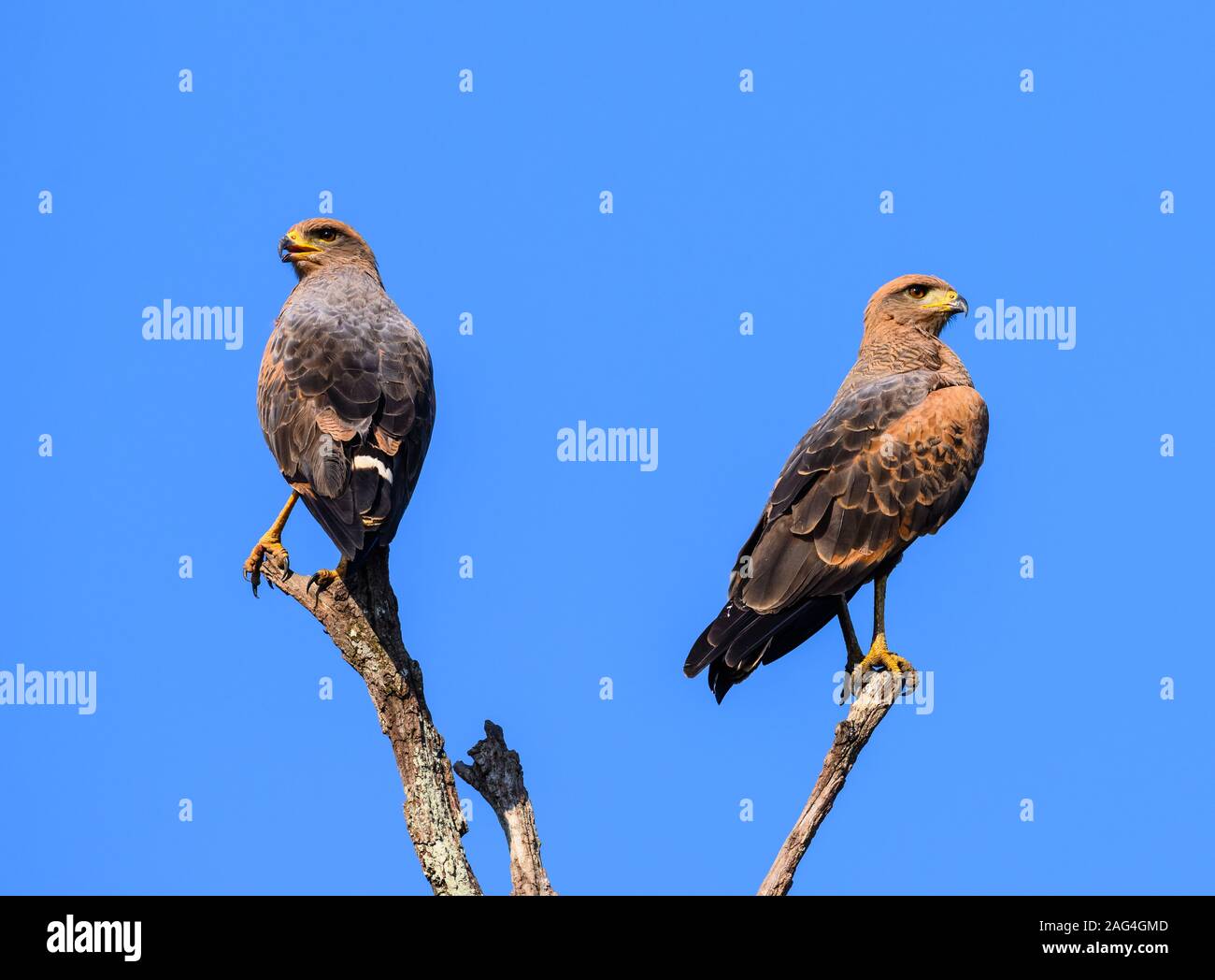 Une paire de faucons (Buteogallus meridionalis savane) perché sur les branches. Tocantins, au Brésil. Banque D'Images