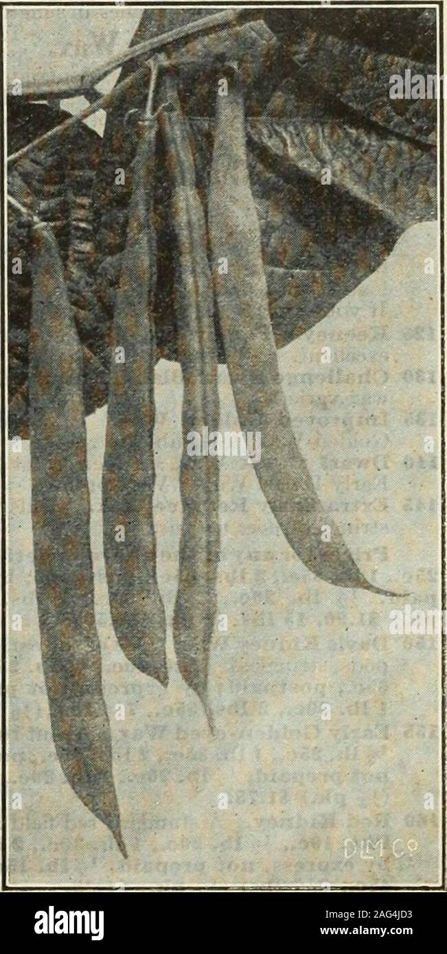 . Gregory est honnête seeds. e 5 pouces de long, areround et tendres ; début supplémentaire standard Bean dans Middle States. 65 réfugiés très tôt. Dix jours plus tôt que son défunt frère, décrite ensuite Hardy et très prolifiques.70, de réfugiés ou de mille à un. Un très prolifiques, tri bush amende pour Canning, rond en azimut. Longfellow 75 gousses vert Snap. Début ; gousses 6 pouces de long ; vignes stout;round en azimut. Les prix pour l'une de ces variétés : Pkt. 10c, V2 lb. 20c, 1 lb. 30c,55c, 2 lbs ; des services postpayés par express, pas payé, o 1 lb. 15c, 1 lb. 25c, 2 lb45c, iy2 livres (Y2 Pk.) 1,50 $, 15 livres (1 pk.) 2,75 $, 60 lb (1 Banque D'Images