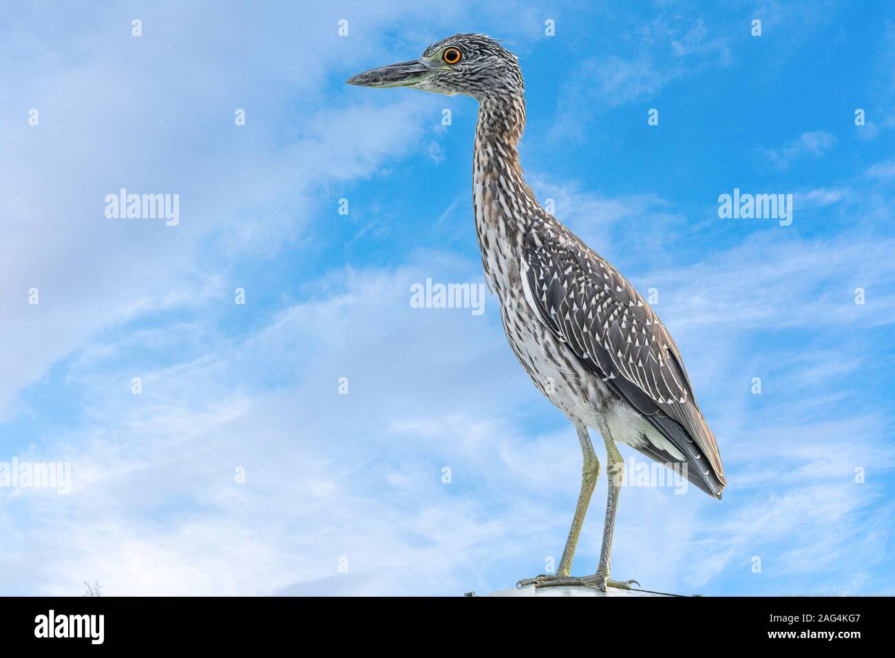 Bihoreau gris-jaune à partir de l'observation d'un lampadaire Banque D'Images