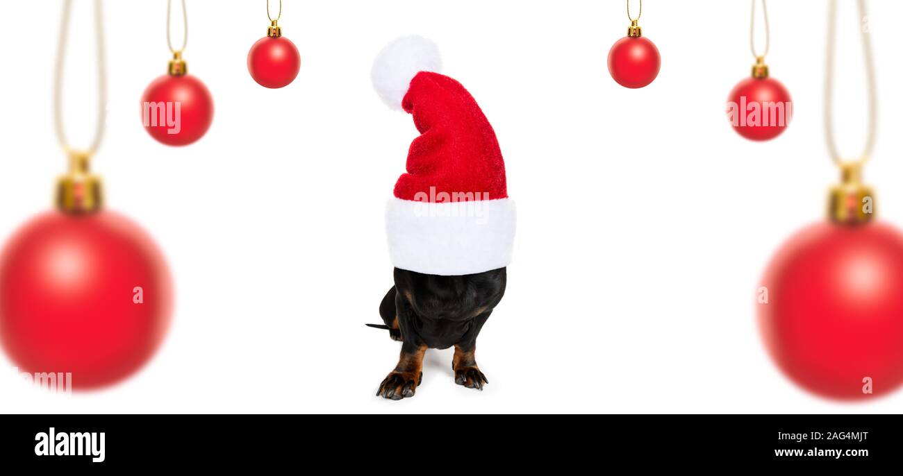 Noël père teckel chien saucisse comme une saison de vacances surprise bauble hanging avec red hat , isolated on white Banque D'Images
