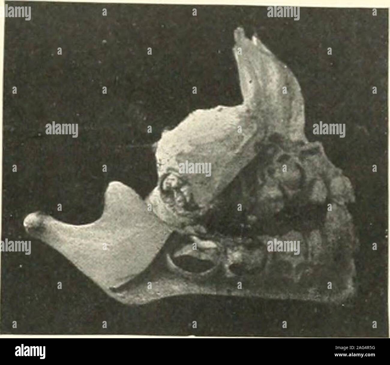 Papille Dentaire Banque D Image Et Photos Alamy