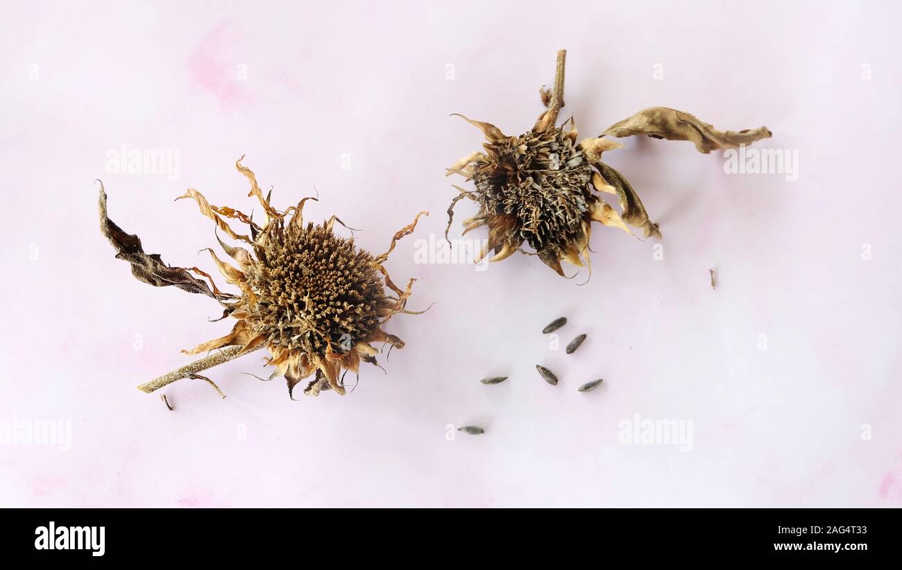 Deux têtes de tournesol séchées avec quelques graines éparpillés. Banque D'Images Deux têtes de tournesol séchées avec quelques graines éparpillés. Banque D'Images