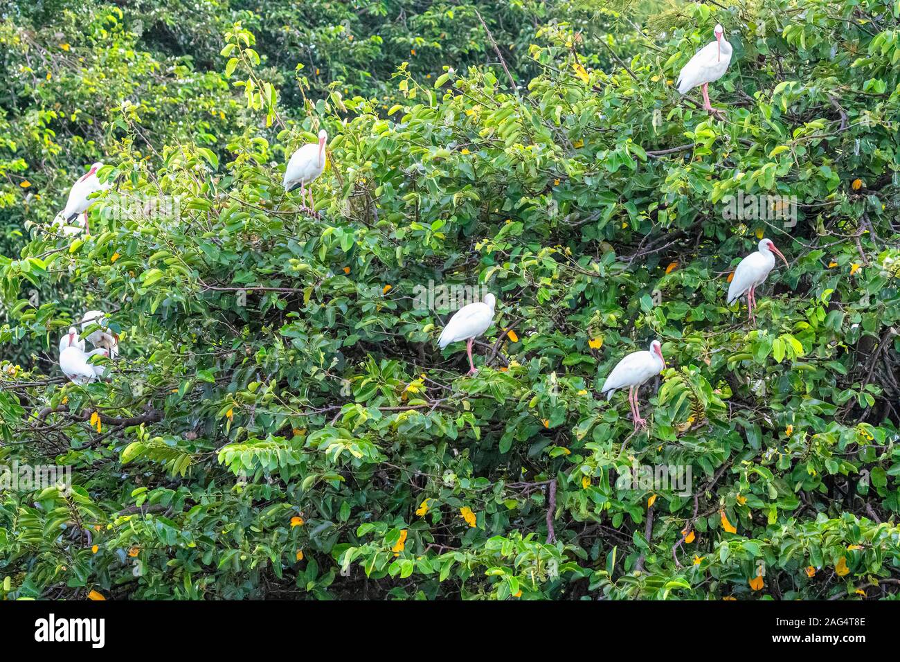 Ibis blanc sur tous les cyprès Banque D'Images