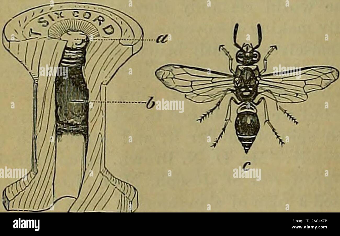. L'entomologiste et botaniste américain. Couleurs-(c) noir et jaune. la même matière. (Voir Fig. 4, a, b.) Pour thisspecimen et le tiroir dans lequel les nids hadbeen construit Nous sommes redevables à Mlle Ma-rion Hobart, Port de Byron, N. maux. Tout à fait re-nouvellement nous avons reçu une bien plus grande espèce, qui figure ci-joint nous {Odynerus flavipes ?Fabr., Fig. 4, c), de M. E. Daggy, de Tuscola,Central Illinois, avec le compte suivant de ses opérations : je clos seud vous cinq petits vers, onebrown et quatre vertes. Ils sont venus pour mynotice comme suit : J'étais assis dans le sanctumof le journal Banque D'Images