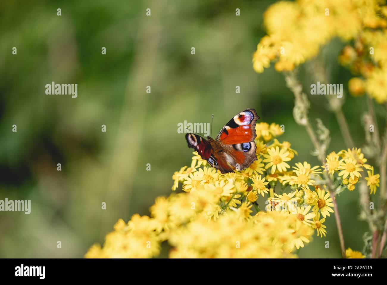 Mise au point sélective d'un papillon assis sur un beau jaune fleurs dans un jardin Banque D'Images