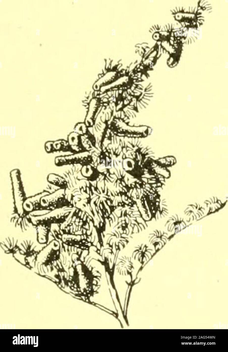 . Rapport de l'État sur l'entomologiste excessifs et d'autres insectes de l'état de New York. accessibilité mine, diamètre 5 à 7 mm. Itonid. Cecidomyia sp. Mikania escalade (hempweed)fusiformes, tige longueur internodale, i à 2,5 cm, diamètre 0,5 à 1,25 cm.14, p. 292 Puits Dipt.  ? R T y p e t i d pour les galles insectes américains 191 Grindclia (gum-plante, tar-cmed)ovale, feuille blister gall, verdâtre ou noirâtre, diamètre 3 à 4 mm, sur d. r o buste a,G. cuneifolia. Fig. 212. Je sentais2e, p. 149 ; j'^l, ]&gt ;• Itonid j"o. Tar-blister de mauvaises herbes, cécidomyie a s t e r o m a i a g r i n d e 1 e i a l'impression de retirer des voices moder démoder apparemment élevés Banque D'Images