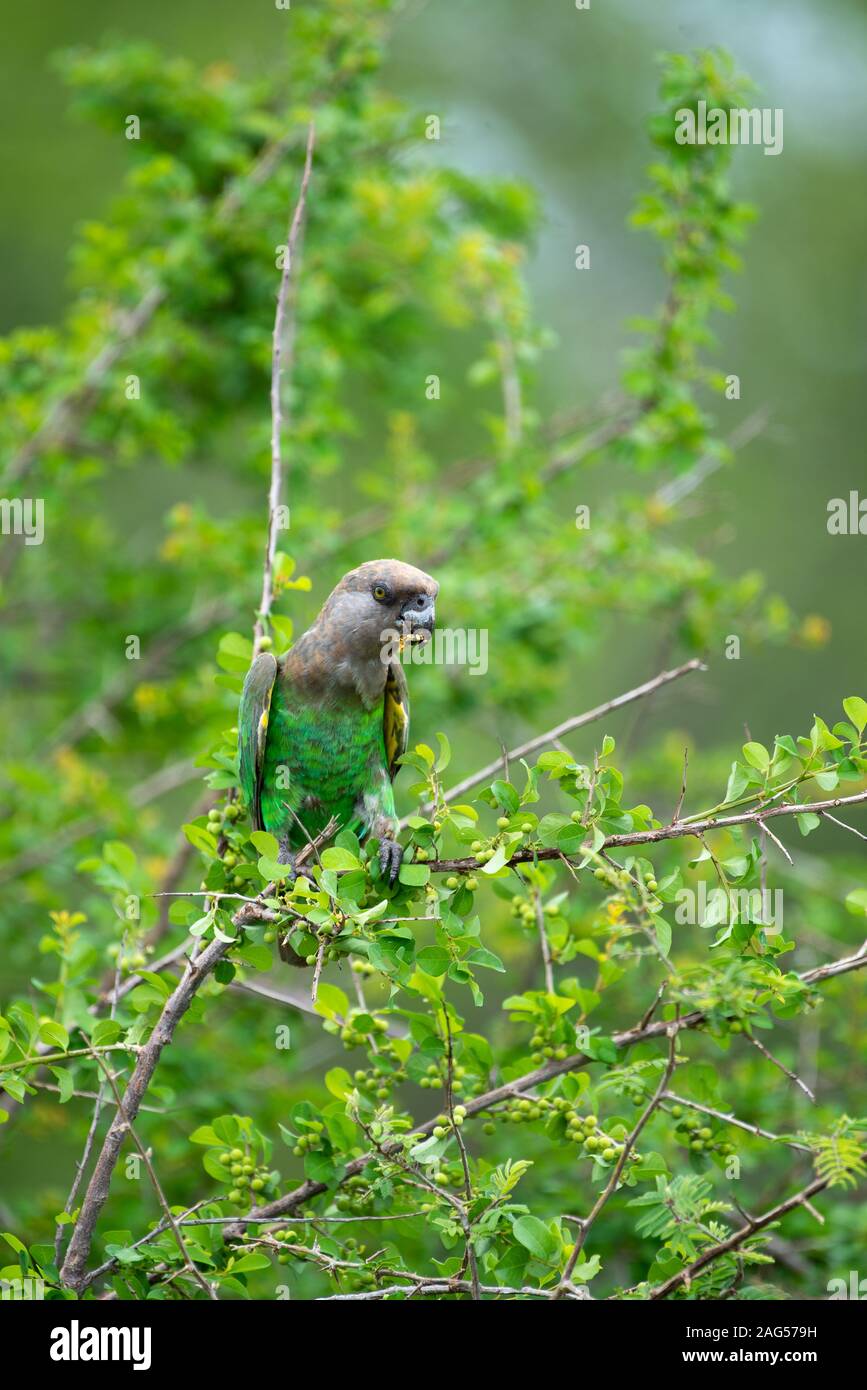 Un Brown-Headed - Poicephalus cryptoxanthus Parrot - fêtes sur White Berry Flueggea virosa Bush - baies - près de camp de Skukuza, Kruger National Park Banque D'Images