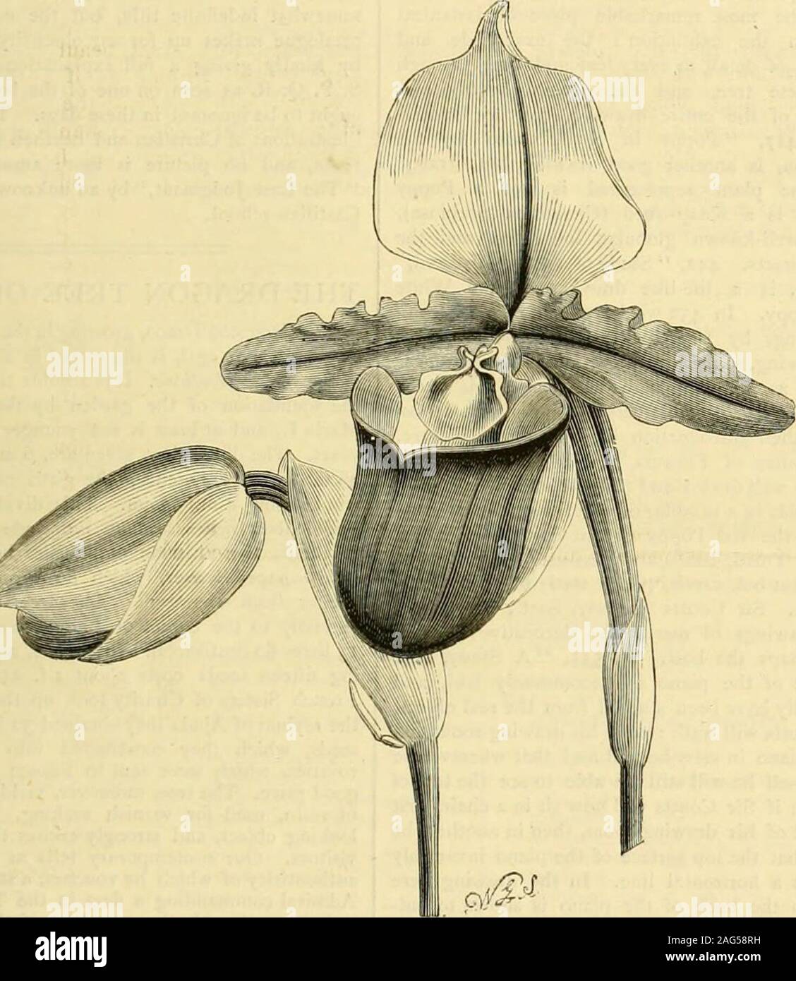 . L'Gardeners' chronicle : un journal illustré hebdomadaire de l'horticulture et des sujets. M. Horsman a vu quelques inflorescencesat fleuri l'endroit. Malheureusement, il n'a pas sécher tout.Les pétales arc aurait été alors que lorsque fleur-ing à Colchester. Ils sont arrivés à Ilanilinrghthey Vhcn venait de la même teinte que le soufre en-thesepals et lèvre. //. G. Rilth. f. Odontoglossum crispum (Lindl.) untii AEOLLM Bi.H.. Il est bien connu que nous n'étions pas conscients de la richesse en theimmense Orchidoffers ce splendide de variation. L'un ensemble de variétés est généralement très smallerflowers, souvent, nearl Banque D'Images