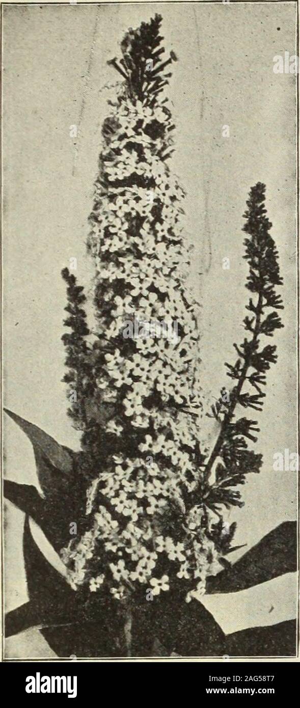 . Dreer 1913 livre du jardin. (244) Nous vous fournissons tous les arbustes au prix de 25 cts. pour chaque 2,50 $ par doz. ; 18,00 $ par 100.. Pentaphylia d'Aralia. Une jolie japonaise, arbuste de taille moyenne et la croissance rapide,avec de fines feuilles palmées lobées de couleur vert pâle, des branches. withspines meublé 25 cts. chaque. - {Spinosa Hercules Club, Angelica Tree, ou démons Walking-stick). Asingular arbre indigène ou buisson de 10 à 15 pieds de haut, avec des feuilles très pricklystems, et d'immenses panicules de fleurs blanches dans le mois ofAugust, une étrange plante tropicale à la recherche. 50 cts. chaque. Baccharis halimifolia (Gr Banque D'Images