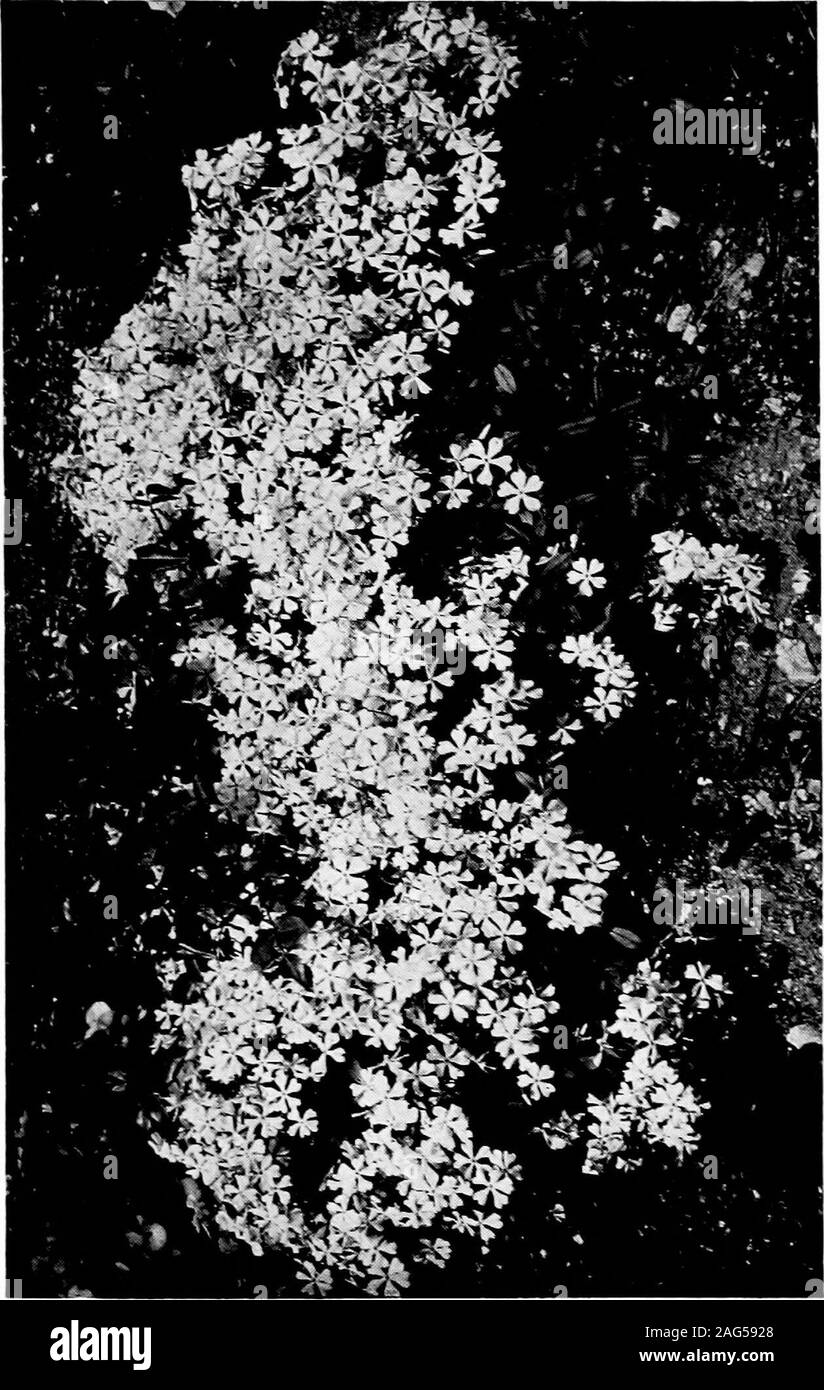 . Le petit jardin de roche. 5 ^ ; - : . ^ . ?JPs p p -33 -vp - p  i ; ^ P 3 g 3 3 i ;. r s i(-)1-) " J-C-1 t-" 1-, 1-1 1-i&Lt ; ; ; . 3 ^ ? 0"033 &gt ;.0&Lt ; Ir. fl owo 62 .2 .tl o 44 o . ^-G (1 Sffla^3 0 -  % Bi -.d " . S ts - ; ;  = ? Jo : ; o o ^ • ^j - a, O rin . m o l o  ^^^^ ? s t g ? ? ^ S  =  = .  = - H* 0 * u . rt 0 &gt ;.   &Gt ; ? &Gt ; SS,c . S f^^ d . c-, c &Lt ; 3 - - - Q. g - - - - 3 i5 0 ^ ^ 0 ; i/i ot/cfiHO 3 O 0 (D 3 ? . . A -*-i -tJ ? . •^^ - . W O u . -M . I-I . --^ . 3 t -*-"  +J 4J mi ; ; ! ; ii±;ii3  =Sia,3iii ?*^ ^ ^ 1n *^^^ un S****.j" x-^ ••• ? : = ! ? * -• M d 0 --^..-je ? -Gs ? • • ? G-T- • w&Lt ; Banque D'Images