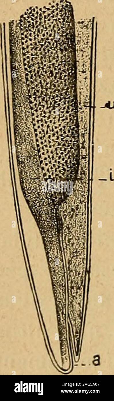 . Archives de parasitologie. vato nel Python molurus ed è molto ben cono-sciuto per la descrizione che ne da lAu a déchiré. Il Parona (10) inseguito descrisse altre due nuove di espèce Trichosomi Ofidi,il Trichosoma di Modiglianii Par., trovato dal Modigliani parassitaneirintestino di Trimeresurus formosus Schlegel (Mentawei) ilTrichosoma Sonsinoi ed Par., Sonsinoneirintestino di Zamenis dal raccolto viridiflavus une Pise. Il Sonodunque ilParona opportunamente osserva, corne, le espèce di Trichosoma degli Ofidi potendosi non conosciute finora, tener conto del Trichosoma crotali del quale non si h Banque D'Images