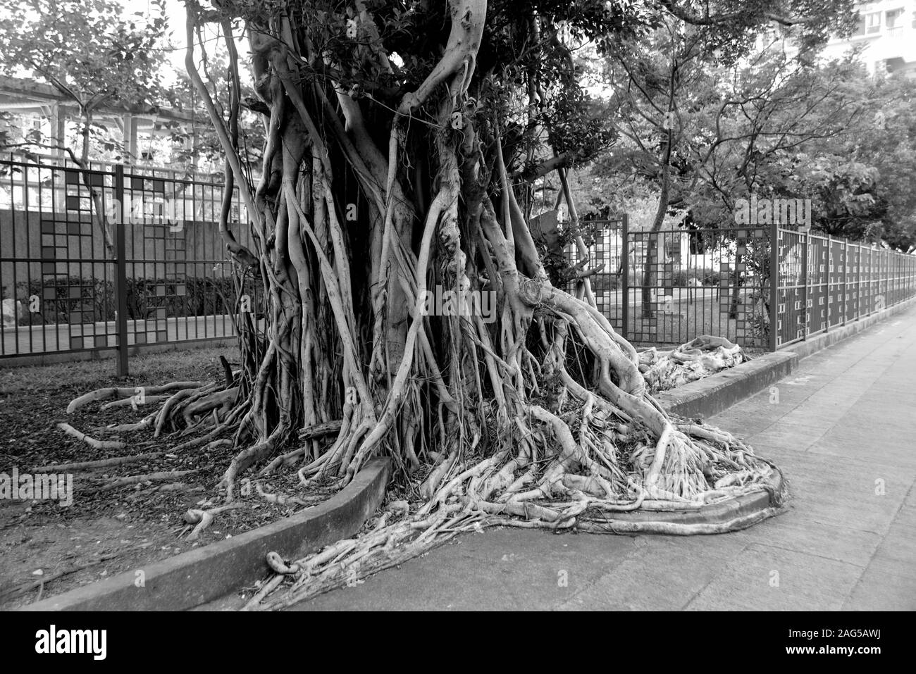 Tronc d'un vieil arbre banyan sur route, Hong Kong Banque D'Images