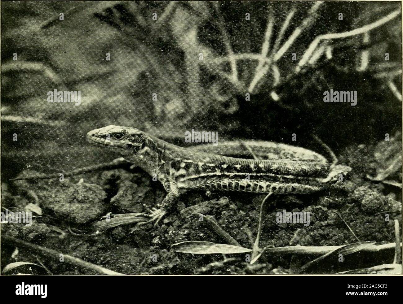 . L'histoire de la vie des lézards et leur distribution locale dans les îles britanniques. sur est courte et profonde, élément qui était depuis ces lézards peuvent parfois être seenbasking aux beaux jours d'hiver avant leur regularappearance au début du printemps. ^ Comme son nom spécifique implique, le lézard des murailles belongsto la même famille-le Lacertidse greenlizard-comme le lézard vivipare, la commune, et le sandlizard. Le lent-worm est le seul n'est pas specieswhich britannique de cette famille. Cette famille d'Lacertida^,ou le vrai des lézards, comme on les appelle, se compose de près d'une vingtaine de genres, avec environ une hundredspecies, Banque D'Images