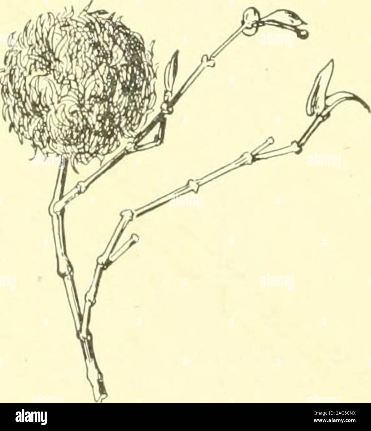 . Rapport de l'État sur l'entomologiste excessifs et d'autres insectes de l'état de New York. Fig. 161. Eriophyes sur Gera-richardsonii plutonium. Originaux (NAL) Euphorbiaceae euphorbe (famille) ManUiot (manioc)Leaf les galles. Avis loc, p. 268 des galles foliaires. Avis 12c, p. 144. Itonid I t o n i d a m a n i h o t sentir Itonid. Lasiopteryx ont estimé le manihot (trois rhomboide) Subglobular, bourgeon brun rougeâtre, diamètre 4 mm. Avis iij, p. 452 Itonid. C e c i d o m a i a sp. Phylkinthus distichus (Otaheite groseille) élevées à partir de fruits. Je sentais6d, p. 123 Itonid. Asphondylia siccae estimé 158 NEW YORK STATE MUSEUM Banque D'Images