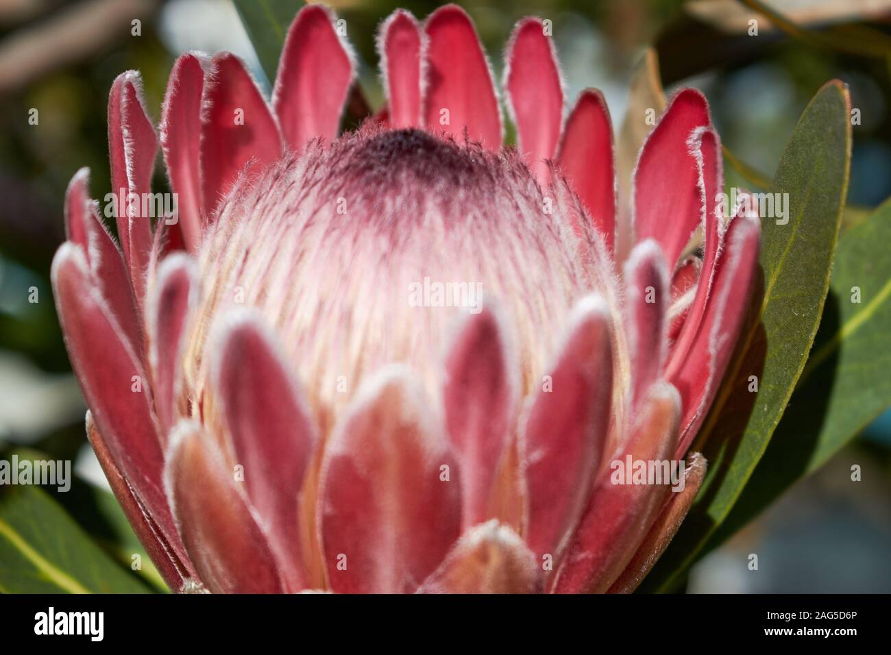 Gros plan d'une belle fleur rose rare dans un jardin Banque D'Images
