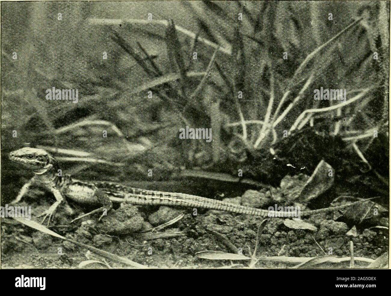 . L'histoire de la vie des lézards et leur distribution locale dans les îles britanniques. Reptiles, p. 92. Chapitre IX le lézard des murailles, LAGERTA MURALIS HABITUDES DE DISTRIBUTION DESCRIPTION CARACTÈRES COMMUNS À LA FAMILLE. Nous avons déjà expliqué pourquoi il n'est que le greenlizard a trouvé une place dans un ouvrage sur l'espèce britannique,et c'est pour les mêmes raisons que le wall lizard Lacerta muralis,ici, doit être inclus. Le onecannot être considérée comme une espèce à moins qu'être Britannique theother également ainsi considérée, puisqu'il s'agit simplement d'un questionof l'inclusion ou l'omission du Channel Islands dansle domaine libellés B Banque D'Images