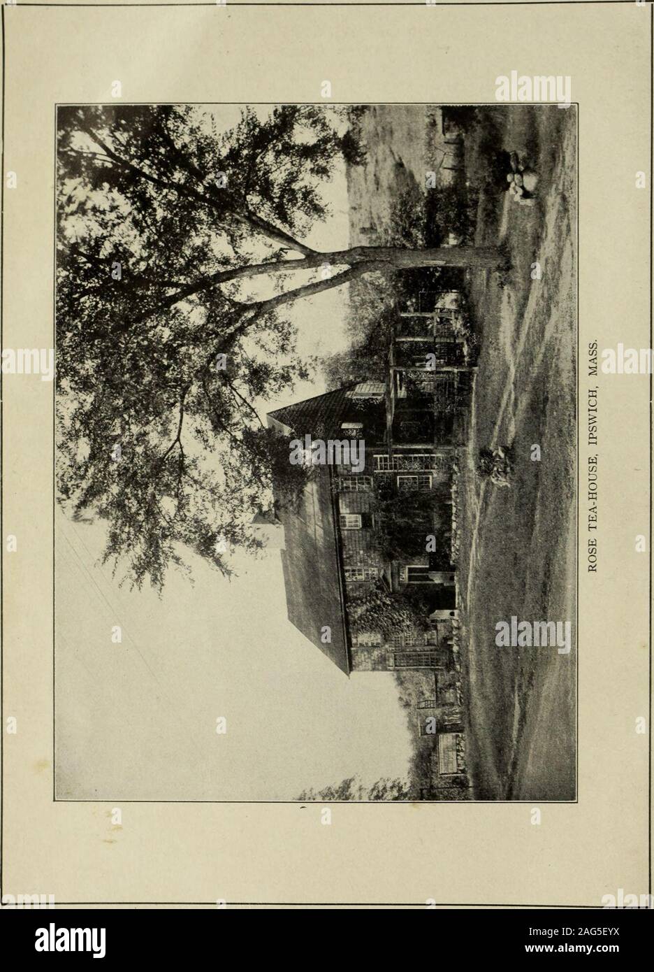 Cuisine Americaine L Ove Gateau De Farine De Pommes De Terre Ou De Menthe Feuilles De Menthe Confites Pate Turque Ii Les Timbales Poulet Froid Avec De La Laitue Et La Vinaigrette