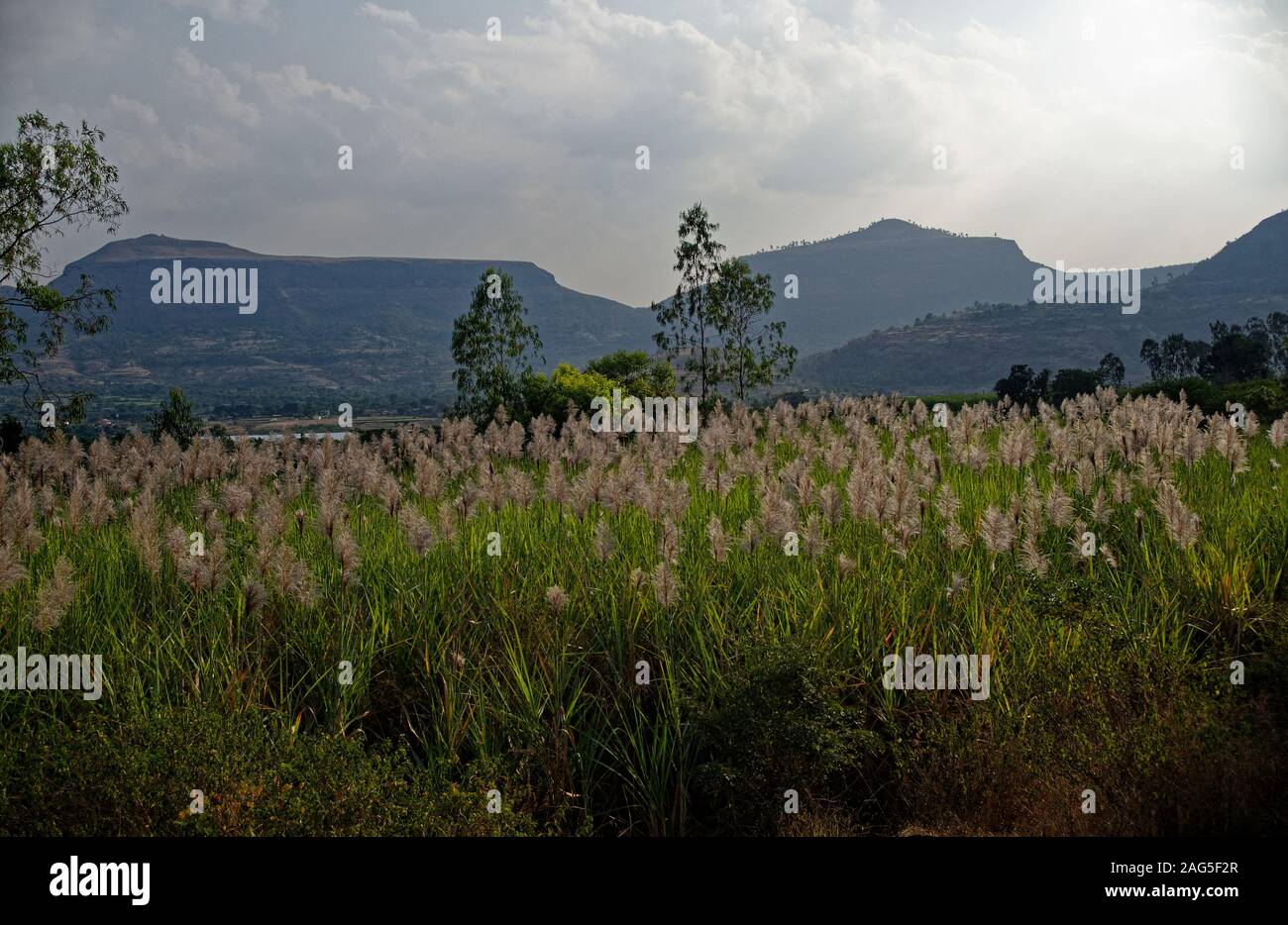 Récolte de canne à sucre Banque D'Images