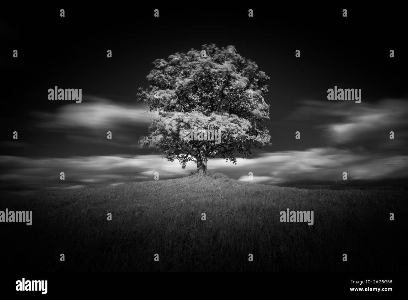 Cliché en échelle de gris d'un arbre sur une colline couverte avec de l'herbe avec des nuages dans le ciel en arrière-plan Banque D'Images
