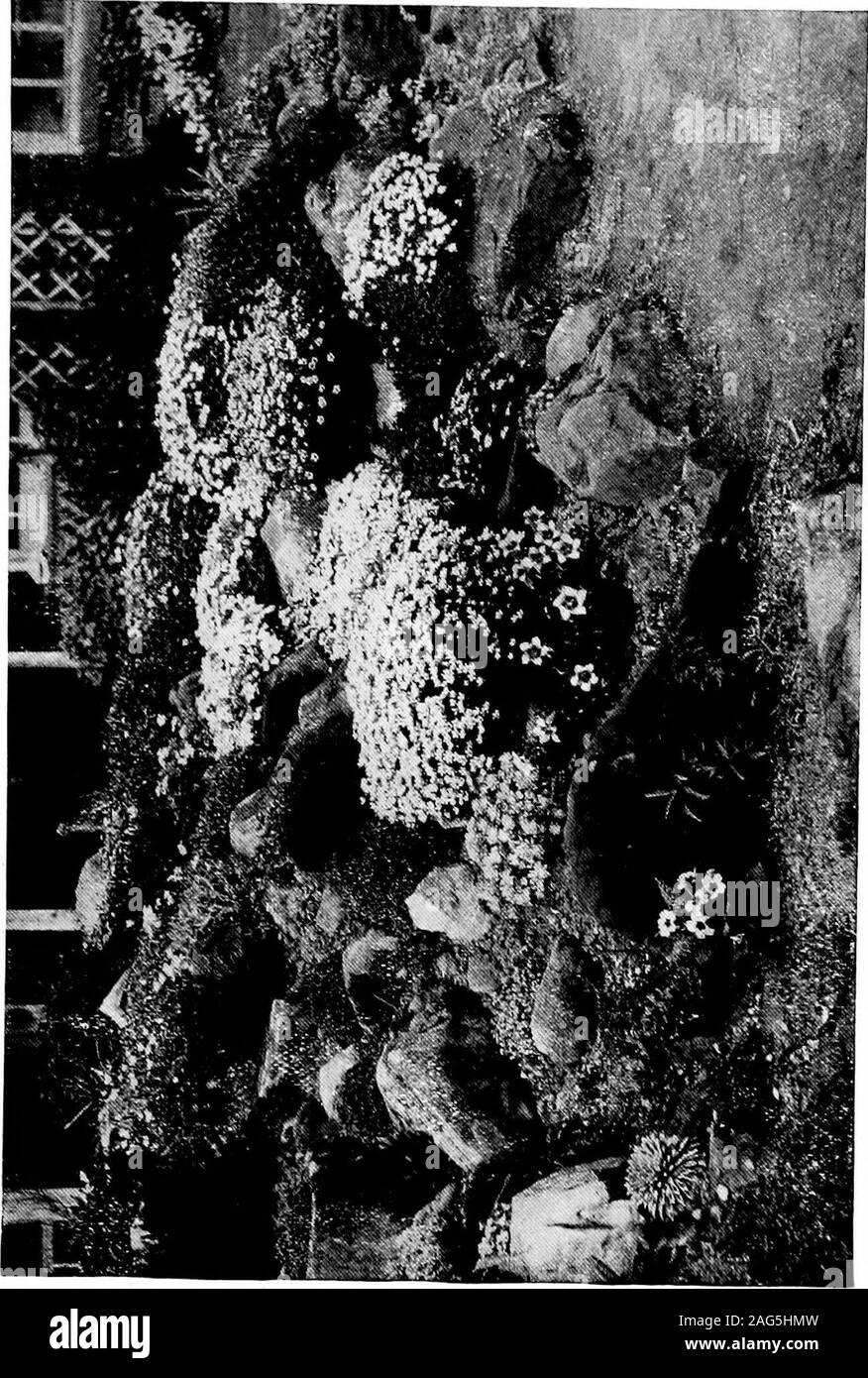 . Le petit jardin de roche. être construit pour les plus petites plantes, withsnug,petites baies pour beaucoup d'autres (Fig. 15). Roche naturelle.-^Il y a, bien entendu, aucune raison pour whynatural rock ne devraient pas être employées, et l'autre pierre de sable ou de calcaire peut habituellement être greatdistance avait à aucun. Un lit de rocaille, soit en plein soleil ou ombre,aurait un effet beaucoup plus joli que le cementedarticle, bien que nous n'allons pas nier que, même à l'extérieur ce dernier l'amateur, en raison de sa abundantenthusiasm, obtiendra un très bon niveau de succès.Parfois, un réservoir d'eau pour Lilies fait partie d'thescheme, débordement de sa Banque D'Images