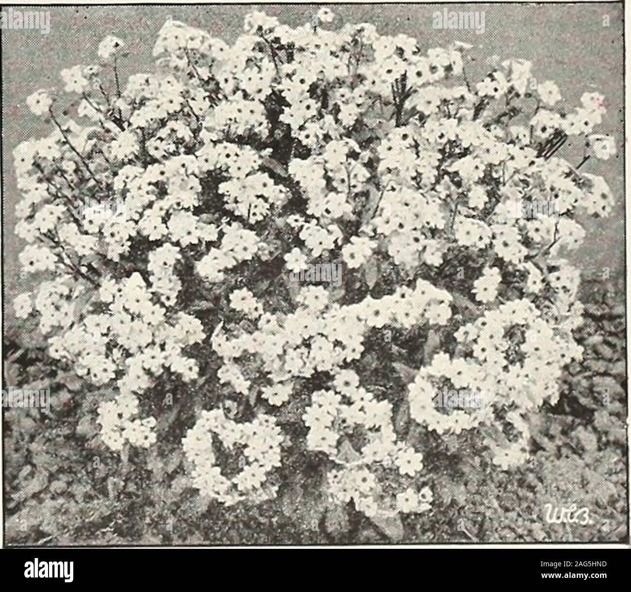 . Graines de Beckert. Morning-Glories 3825 Japonais Mimosa pudica. TA. InterestingSensitive la plante, les feuilles de laquelle fois dès que touché. Une belle plante ornementale pour thehouse. 1 à 2 pieds. Pkt. 5 cts.^J, oz. 20 cts. 3829 Mimulus moschatus Musk (plante).HHP. Une belle plante pour des pots ou des paniers suspendus-;petit, fleurs jaunes et odorantes ..feuillage.Pkt. 15 cts. 3833 Mina lobata. HP. Une vigoureuse, showyclimber avec fleurs en lits de sprays. Thebuds sont rouge vif ; pleine de fleurs jaune pâle.Pkt. 15 cts. MOMORDICA. HHA. Les vignes d'ornement. 10 ft. 3838 Balsamina (sapin baumier Apple). Petit, jaune-ish flow Banque D'Images