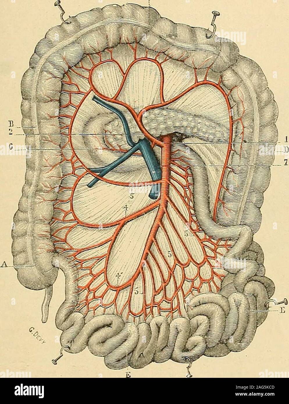 A La Fois De Lileon Et Du Caecum Synonyme Duodenale Banque de photographies et d'images à haute résolution - Alamy