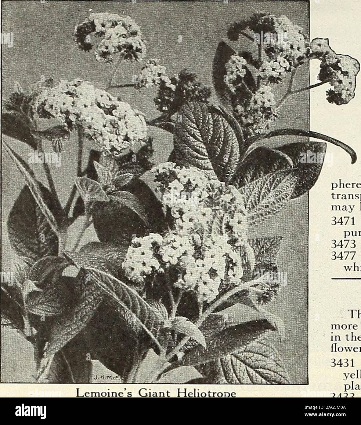 . Graines de Beckert. grouper avec les petits pois, etc. 1J4 pieds. Pkt. 5 cts., oz : 20 cts.3369 Erianthus Ravenne ;. HP. Panaches argenté et violet-feuilles ombragées.8 à 10 pieds. Pkt. 10 cts., oz. 65 cts.3371 Eulalia zebrina (Zebra l'herbe). HP. Prescription feuilles blanc jaunâtre. 4 pieds.Pkt. 10 cts. 3375 Gynerium argenteum (l'herbe de la pampa). HP. Beaux, grands panaches argentés.8 à 10 pieds. Pkt. 10 cts., oz. 80 cts. 3382 Pennisetum villosum (longistylum). HA. Connu sous le nom de Herbe Fontaine;panaches blanc verdâtre. 2x/j'pieds. Pkt. 10 cts., oz. 65 cts. 3383 Pennisetum Ruppelii (Purple Fountain Grass). HA. Panaches mauve. 2Yi f Banque D'Images