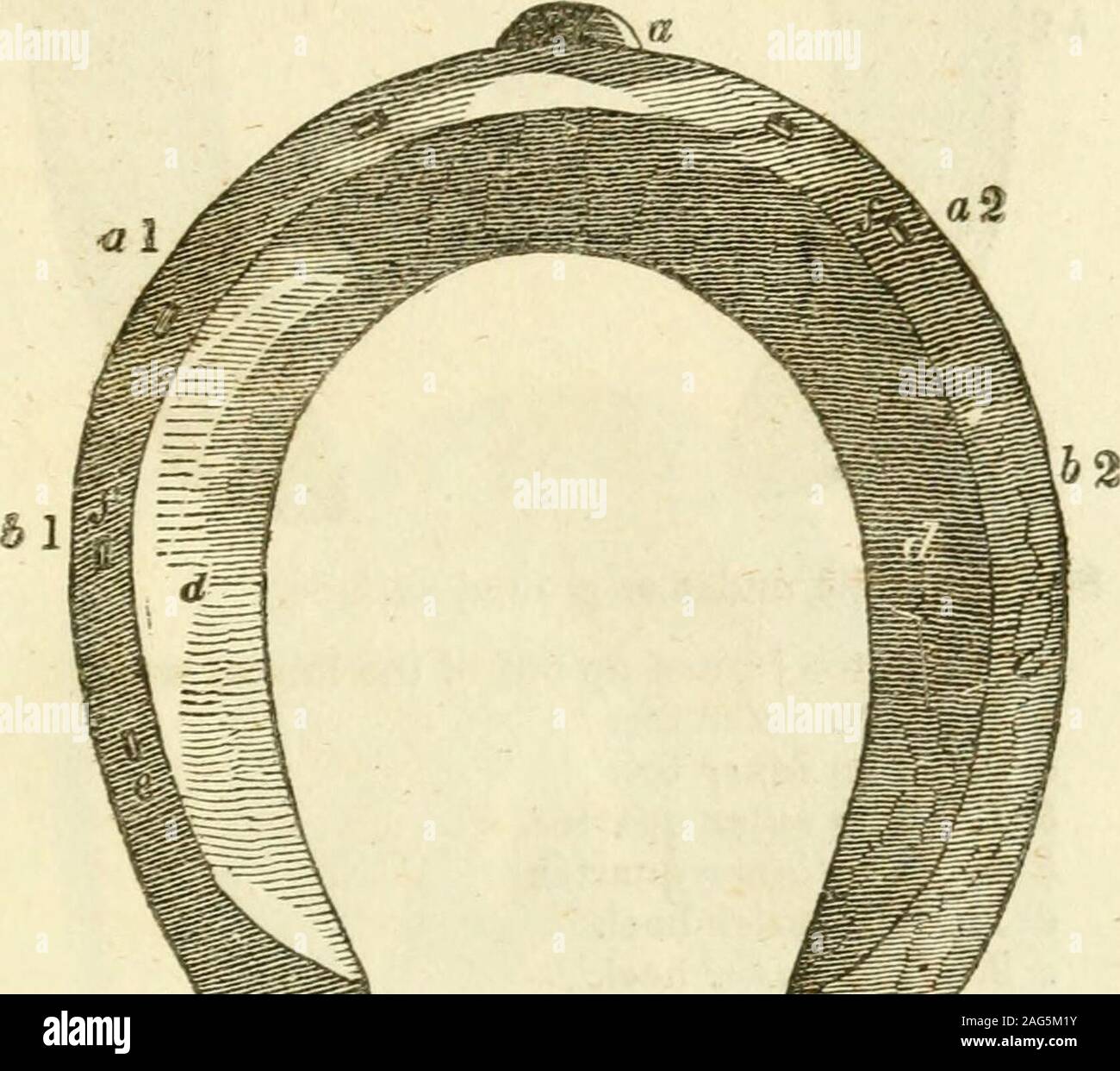 . L'du pied du cheval et comment garder le son. Fig. 6-A section du pied 1. La couronne d'os. a. Le mur. 2. Le cercueil de l'os. b. L'unique. 3. L'os naviculaire boue. c. La fissure de la grenouille.d d. La grenouille. e e. La grenouille gras ou coussin elastique. /. Le seul sensible. g. La grenouille sensibles. hhh. Les tendons des muscles qui plie le pied. t. Partie de la métacarpe os. k k. Les tendons des muscles qui s'étendent du pied. I. Le cercueil. fn mixte. L'os naviculaire joint. ru La substance coronaire. 0. Le seasible lamisis ou couvrant des coffin bone&gt ; ET COMMENT GARDER LE SON. Les chiffres 51 VII. Et VI Banque D'Images