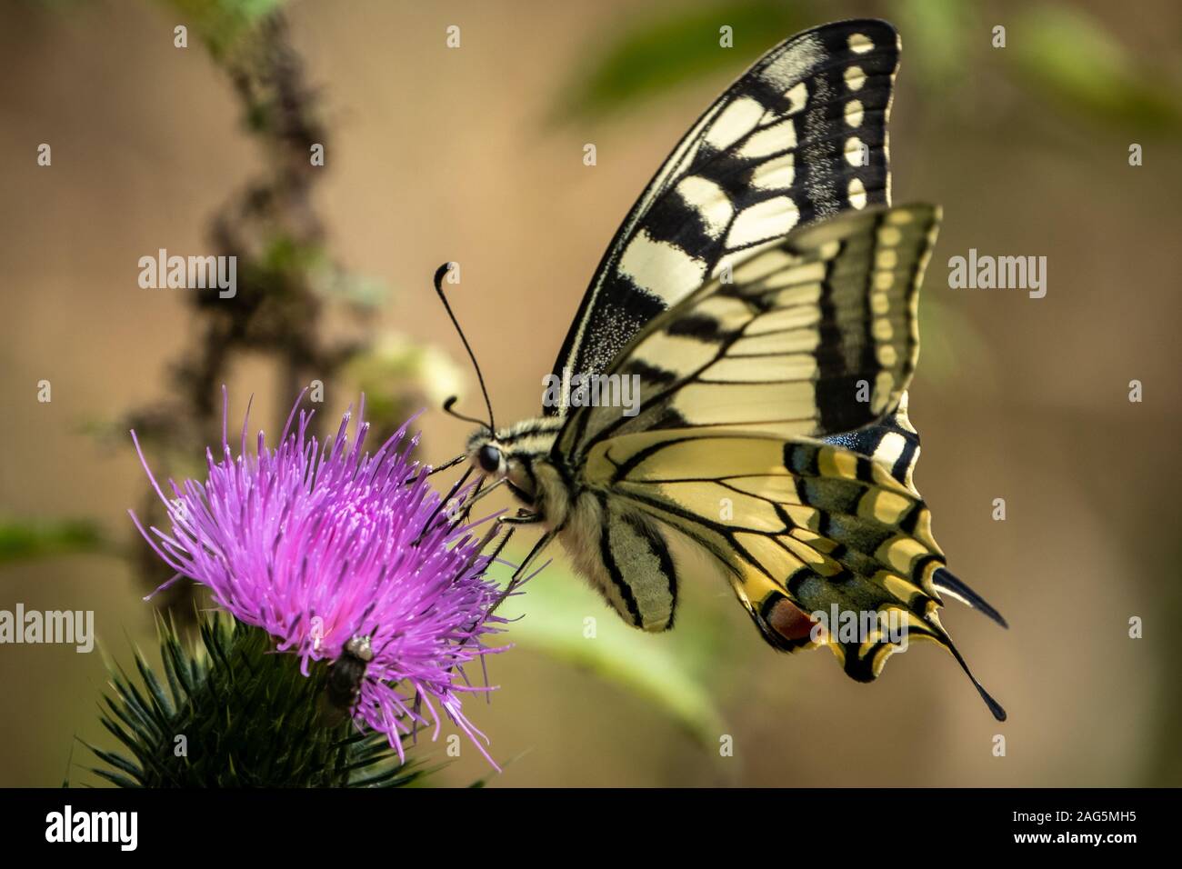 Gros plan d'un beau papillon debout sur un violet fleur avec un arrière-plan flou Banque D'Images