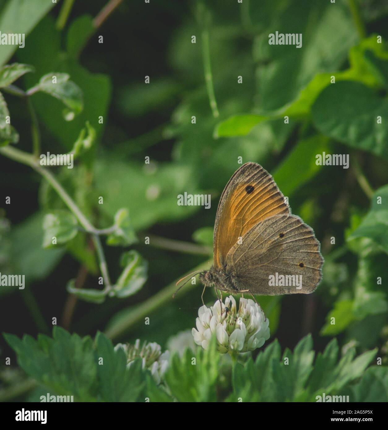 Cliché sélectif d'un papillon sur une fleur blanche avec un arrière-plan flou dans un jardin Banque D'Images