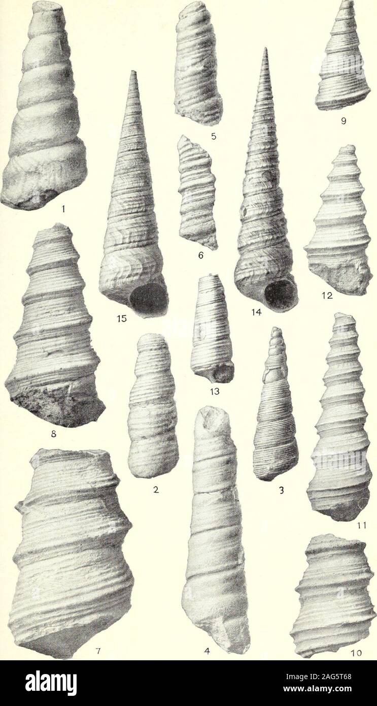 . Bulletin de l'United States Geological Survey--La vallée de Santa Clara, Puente Hills Los Angeles et districts d'huile. jusqu'à présent connue que dans le comté de Fresno. andsouth Fie. 11. Même espèce et d'une localité comme fig. 10. Variété élancée ; altitude 59 mm. Fig. L2. Même espèce et d'une localité comme fig. 10. Grande variété ; altitude 43 mm. Fig. L3. Carpenter (Turritella cooperi var. ?) fernandoensis Arnold. U.S.N.M. 164957.Type. Voir l'ouverture d'imperfed ; modèle d'altitude 31 mm. Formation LowerPliocene, Fernando, Elsmere Canyon, près de Newhall, LosAngeles Comté. Une forme courante dans la partie inférieure du Pliocène, southernCalif Banque D'Images