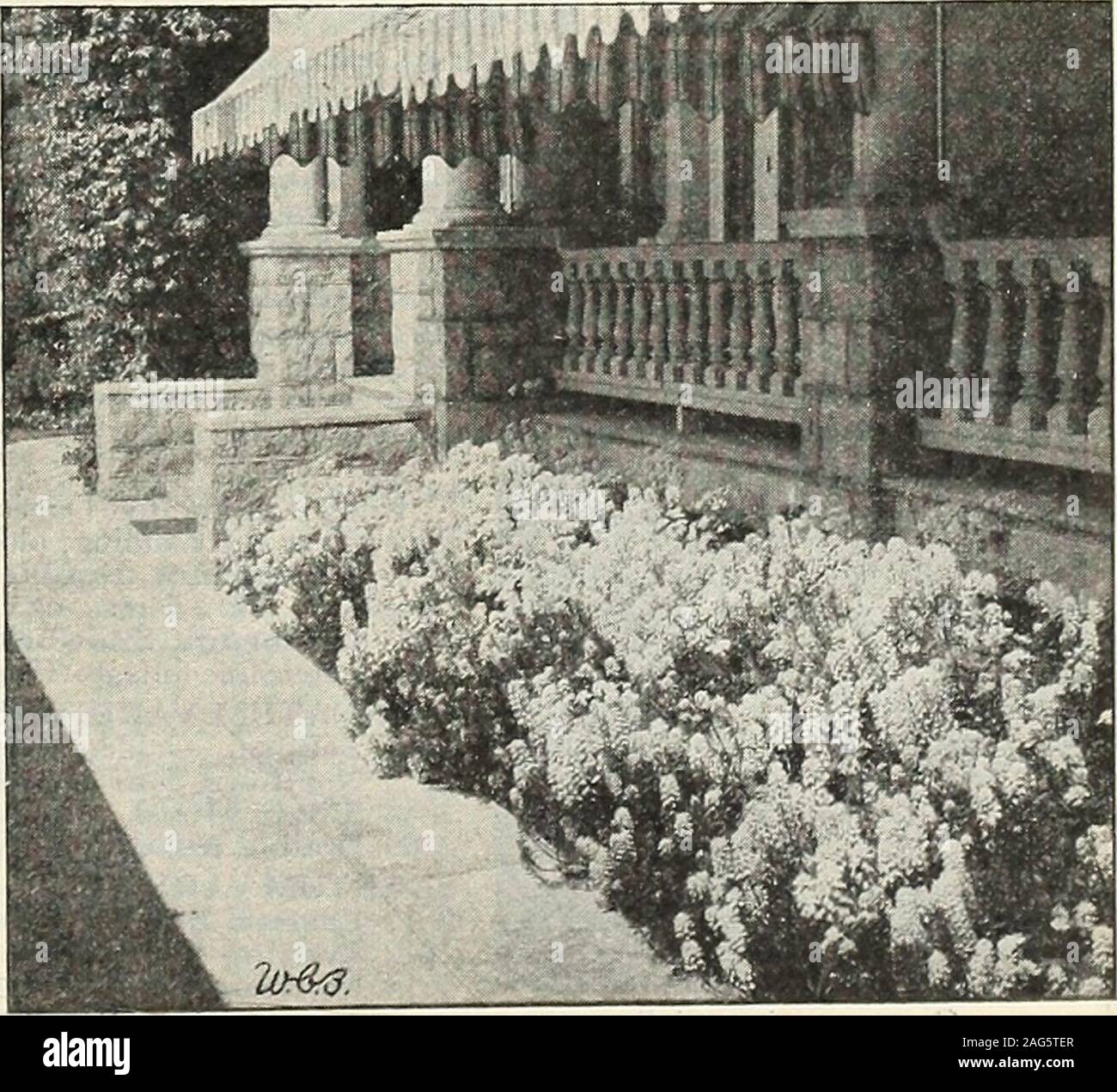 . Graines de Beckert. z. 40 cts.2681 SEMPERVIRENS. HP. Evergreen, brillant feuillage ; fleurs blanches. Amende pour rock-jardins. 6 pouces. Pkt. 15 cts., J4°z. 75 cts. CANNA (Indian Shot). HHP. Fleurs et feuillages pour les effets. Les graines doivent être trempées dans l'eau chaude avant le semis.2685 Grand-floraison mixte. Sauvé de la meilleures variétés. 3 à 4 pieds. Pkt. 5 cts., oz. 35 cts. Nommé les variétés de Carinas ne se réalise à partir de semences. Pour Canna,voir page 65. 2691 CAPSICUM, petit bijou d'ornement (poivre). TA. Veryornamental, avec de petits fruits écarlates. 1 pied. Pkt. 10 cts. 2697 LE CARDINAL CLIMBER (Iponuza Banque D'Images