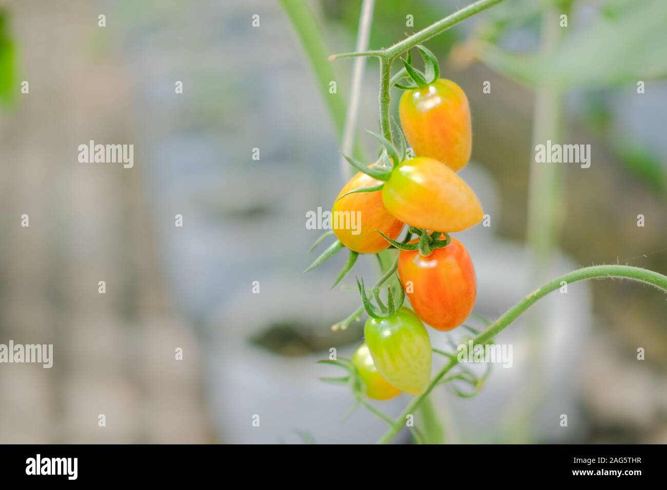 Tomato plant growing in vegetable garden farm Banque D'Images