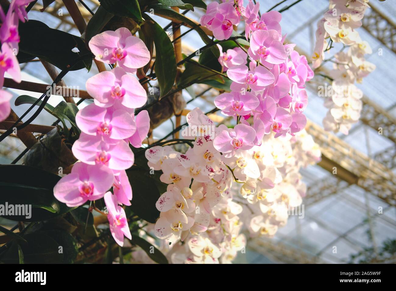 Orchidée phalaenopsis fleur fleur en jardin parc Banque D'Images
