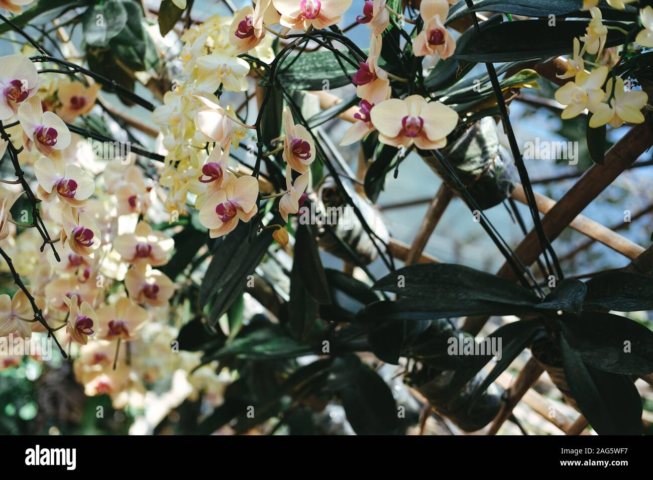 Orchidée phalaenopsis fleur fleur en jardin parc Banque D'Images