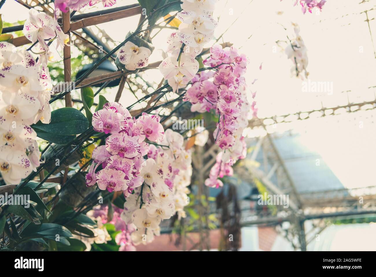 Orchidée phalaenopsis fleur fleur en jardin parc Banque D'Images