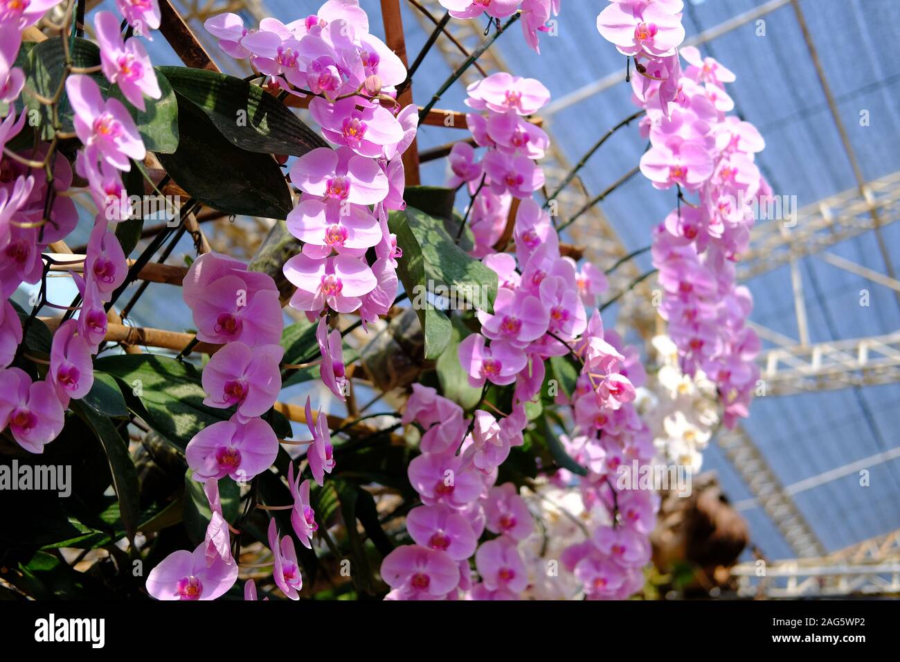 Orchidée phalaenopsis fleur fleur en jardin parc Banque D'Images