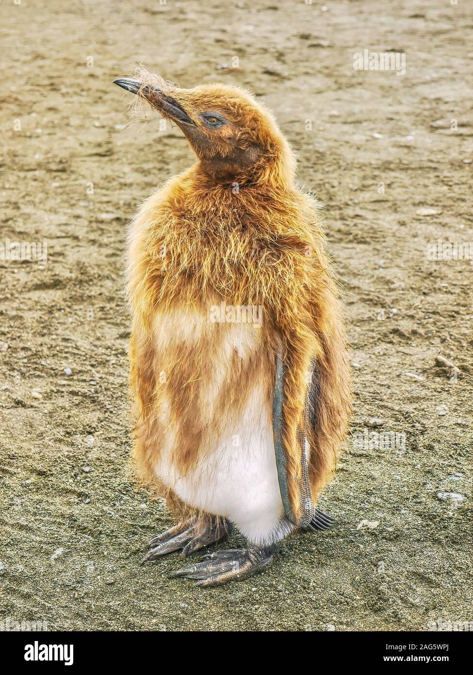 Un gros plan d'un jeune manchot royal (Aptenodytes patagonicus) de mettre son manteau marron vers le bas pour révéler son plumage d'adulte. L'île de Géorgie du Sud. Banque D'Images