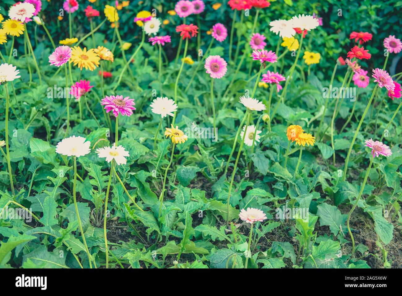 En fleurs colorées gerbera flower field in garden Banque D'Images